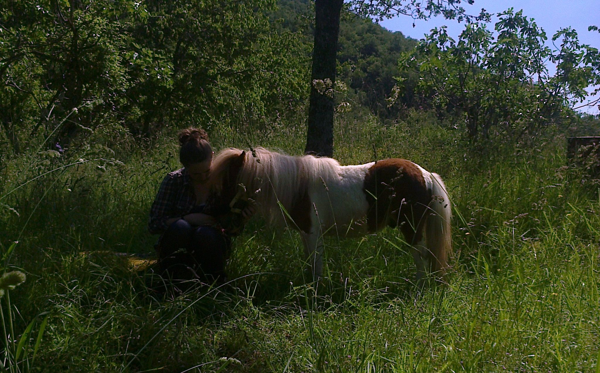 un pony da favola
