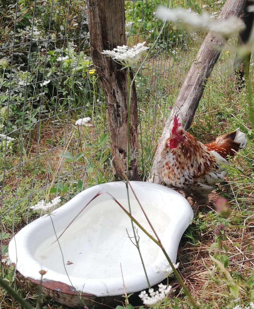 galline