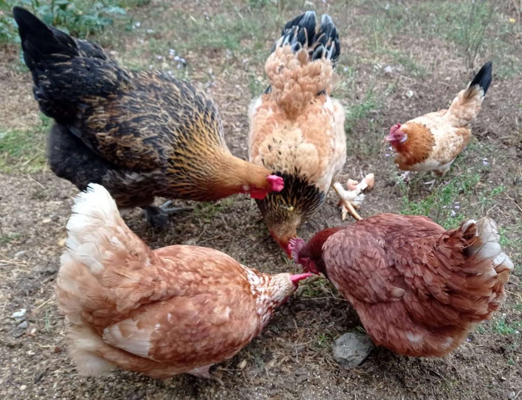 galline