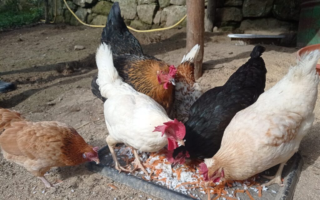 galline